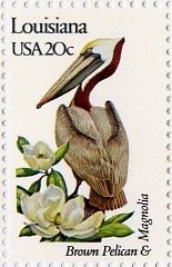 Brown Pelican and Magnolia