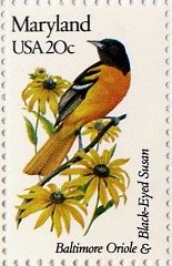 Baltimore Oriole and Black-Eyed Susan