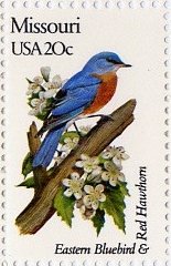 Eastern Bluebird and Red Hawthorn
